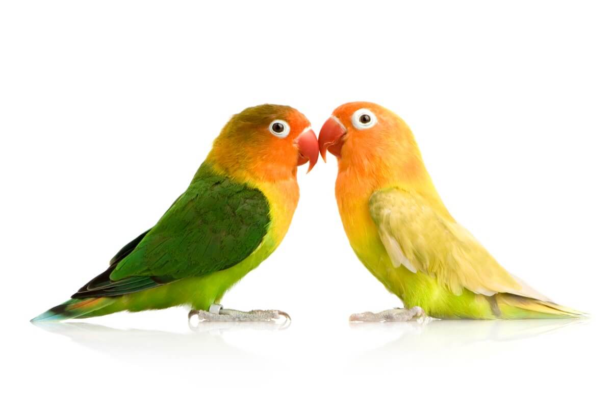 Una pareja de agapornis.