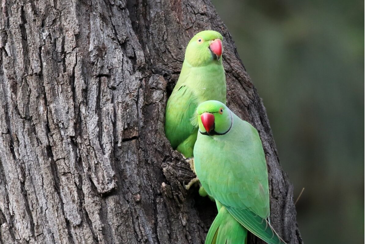 Rose-ringed parakeets.