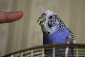 Mi pájaro me muerde: causas y soluciones