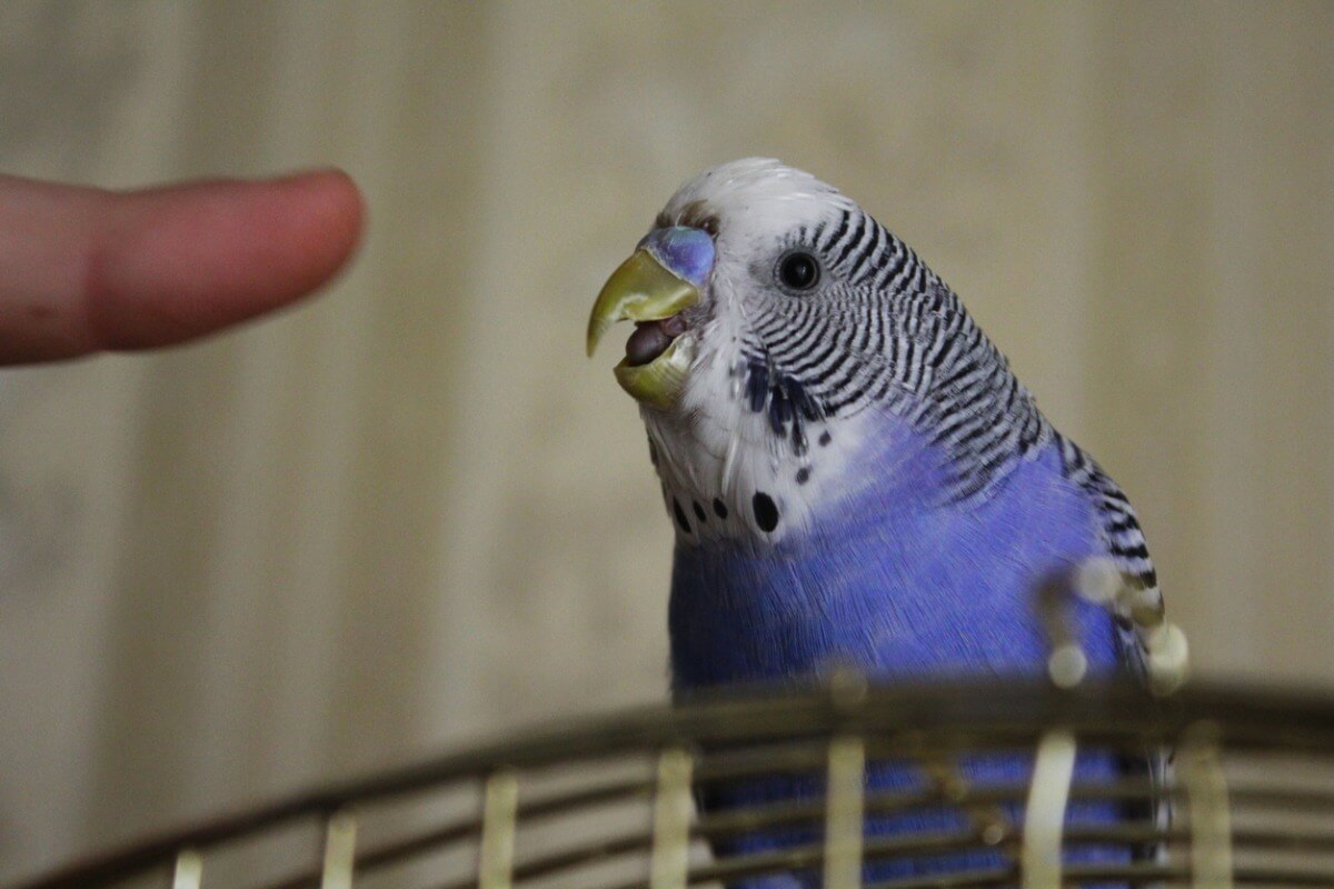 A budgie about to bite.