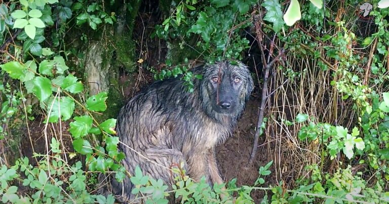 Bajo una fuerte lluvia, perrita esperó a que su familia regresara por ella