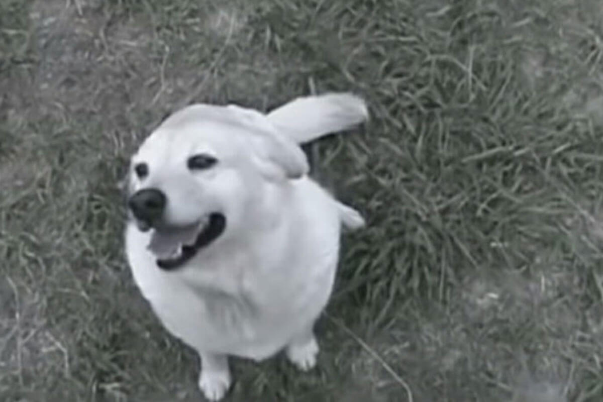 Bella fue atacada por un coyote.