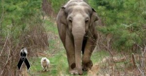 Perrita sin hogar y una elefanta fueron mejores amigas hasta el final