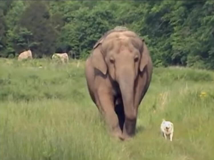 Bella y Tara recorrían el santuario.