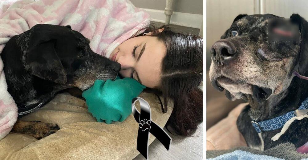 Perrito callejero con un tumor, conoció el amor en sus últimos días