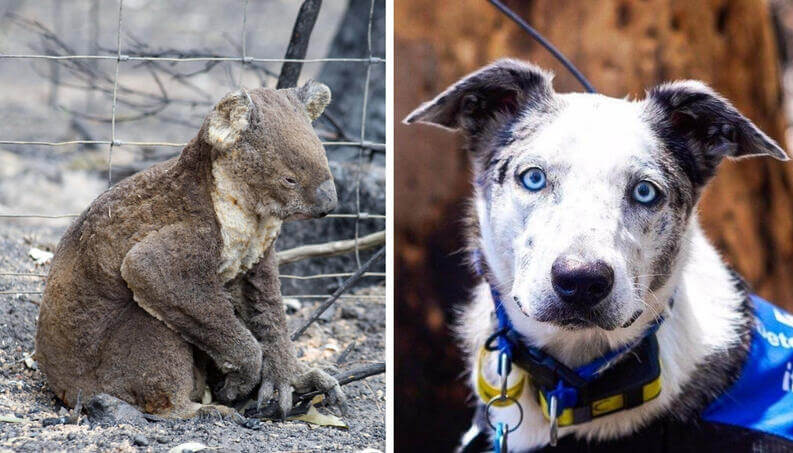 Bear, un héroe canino que salvó a 100 koalas en Australia