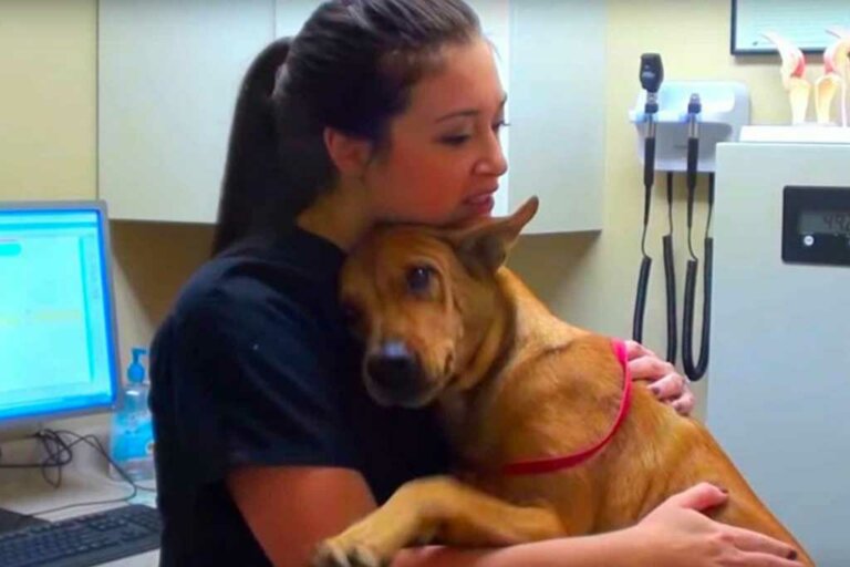 A solo 5 minutos de su eutanasia, perrito que gozaba de buena salud fue salvado