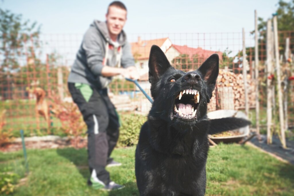 Un perro agresivo y enfadado.