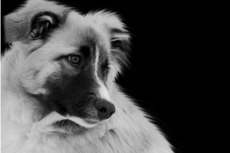 Aïdi o perro de las montañas del Atlas: todo sobre esta raza