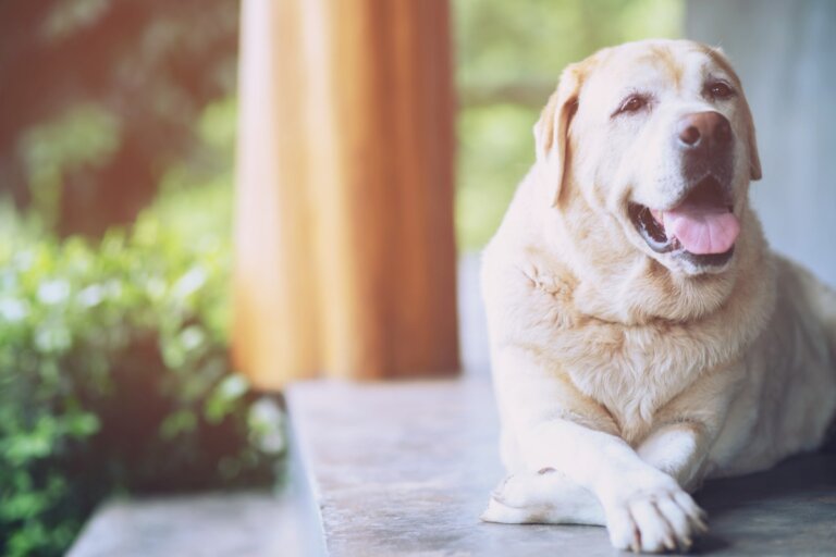 15 motivos por los que adoptar a un perro anciano
