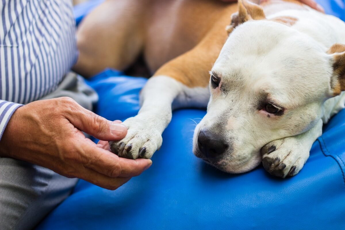 veterinerde yaşlı bir köpek