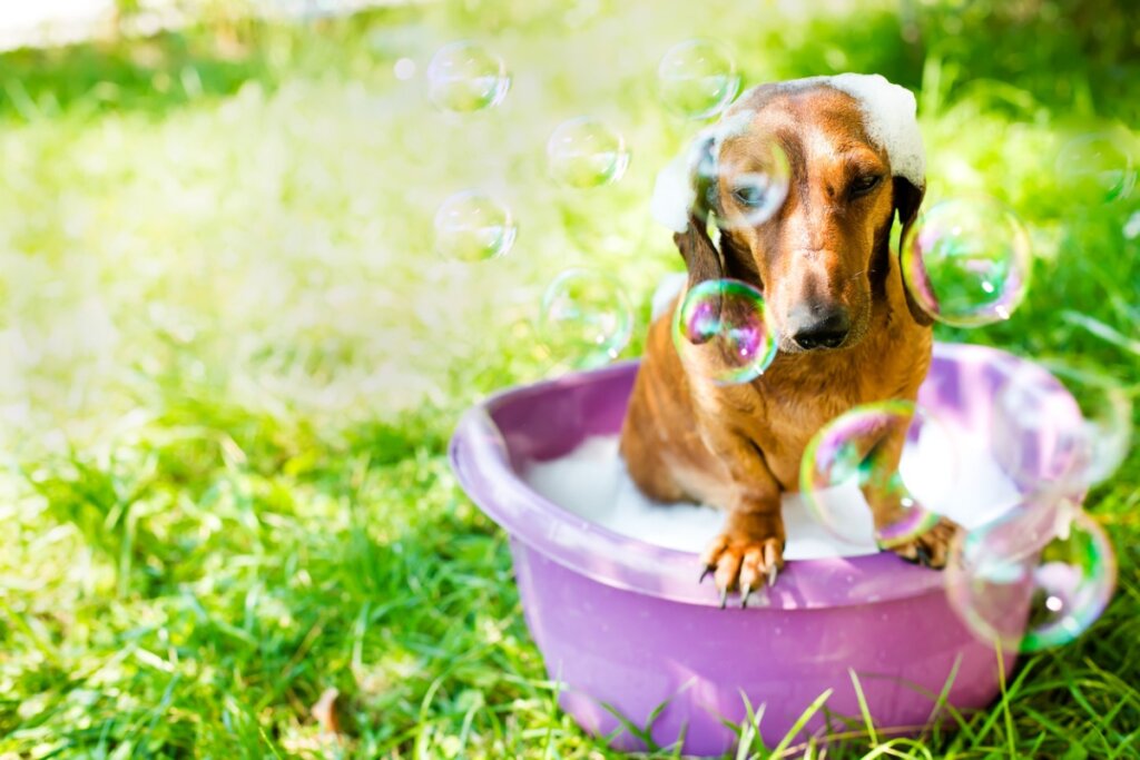 Un perro que se está bañando.