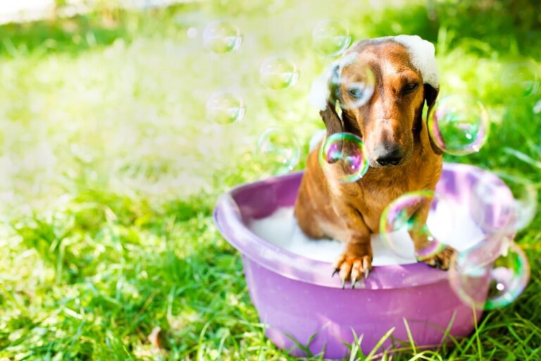 ¿Puedo usar jabón para acabar con las pulgas de mi perro?