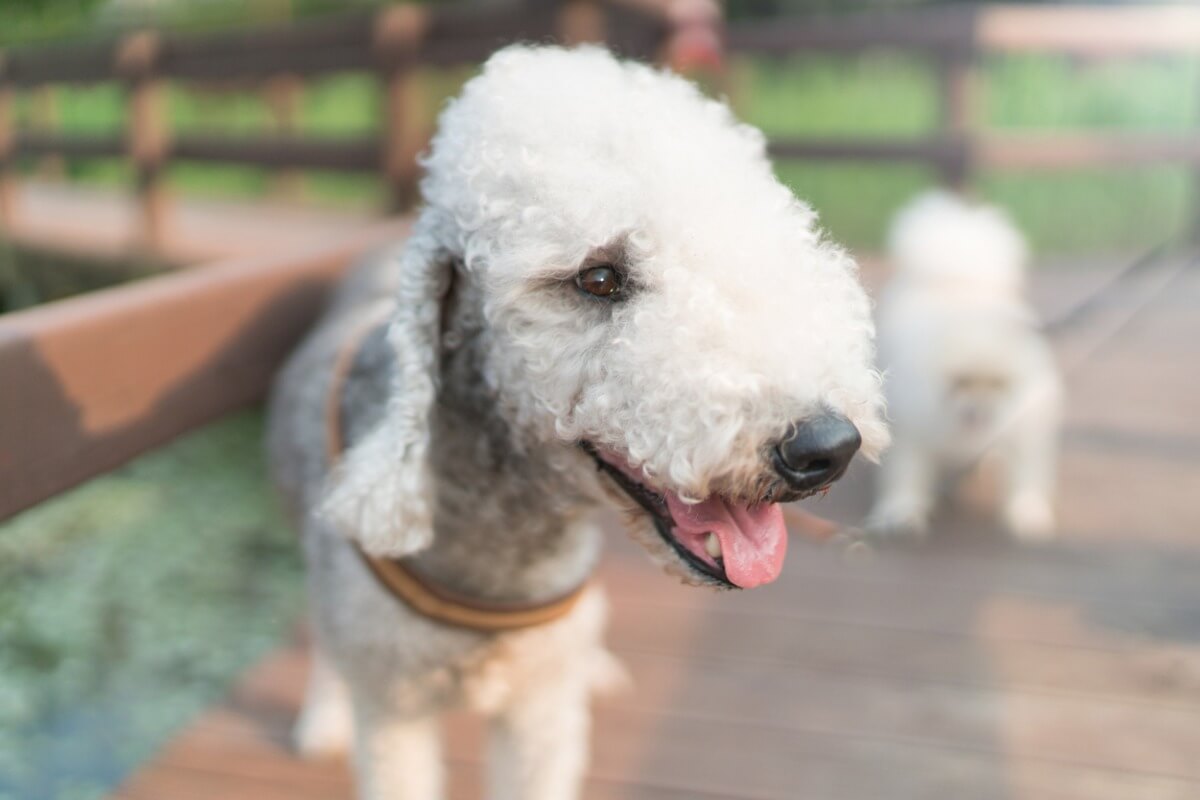 Un perro bedlington terrier.