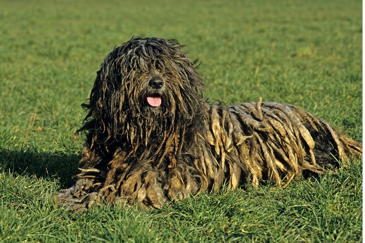 Bergamasko cinsi bir köpek çimlerde yatıyor