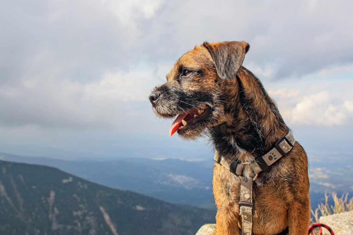 A border terrier.