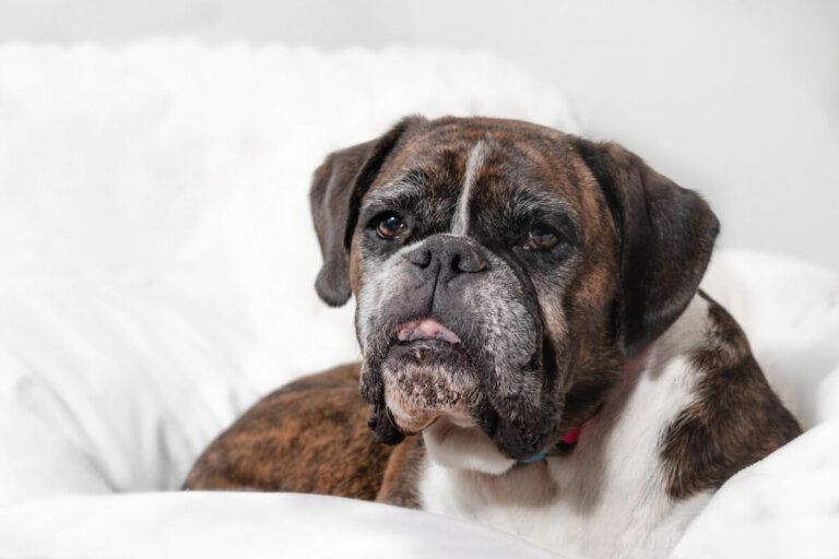 Enfermedades más comunes en perros bóxer