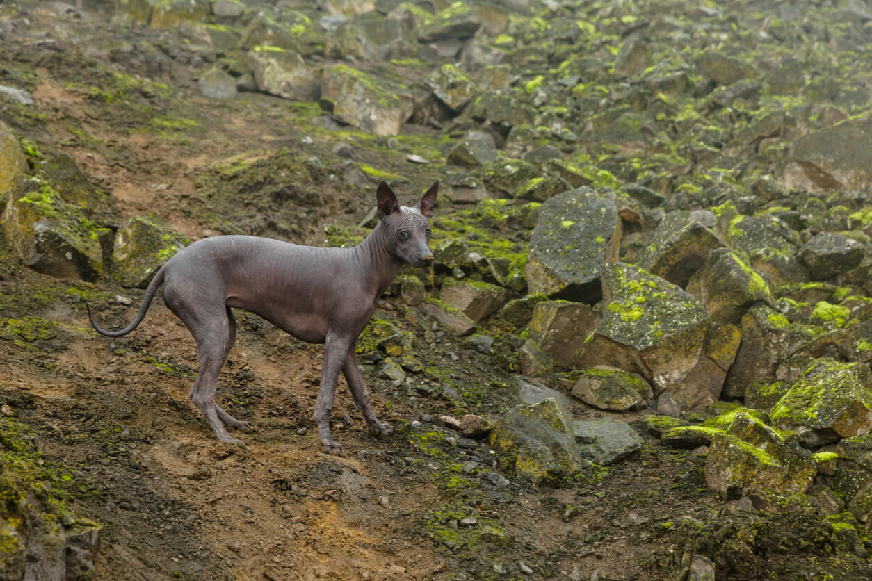 Un chien nu du Pérou regarde la caméra.