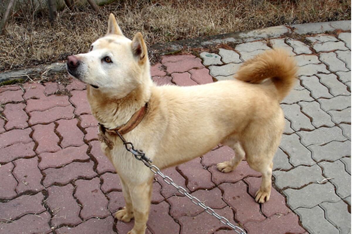 Un perro de Chindo mira a cámara.