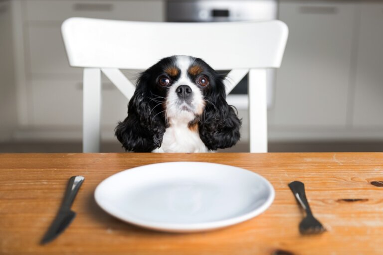 ¿Tu perro puede comer aguacate?