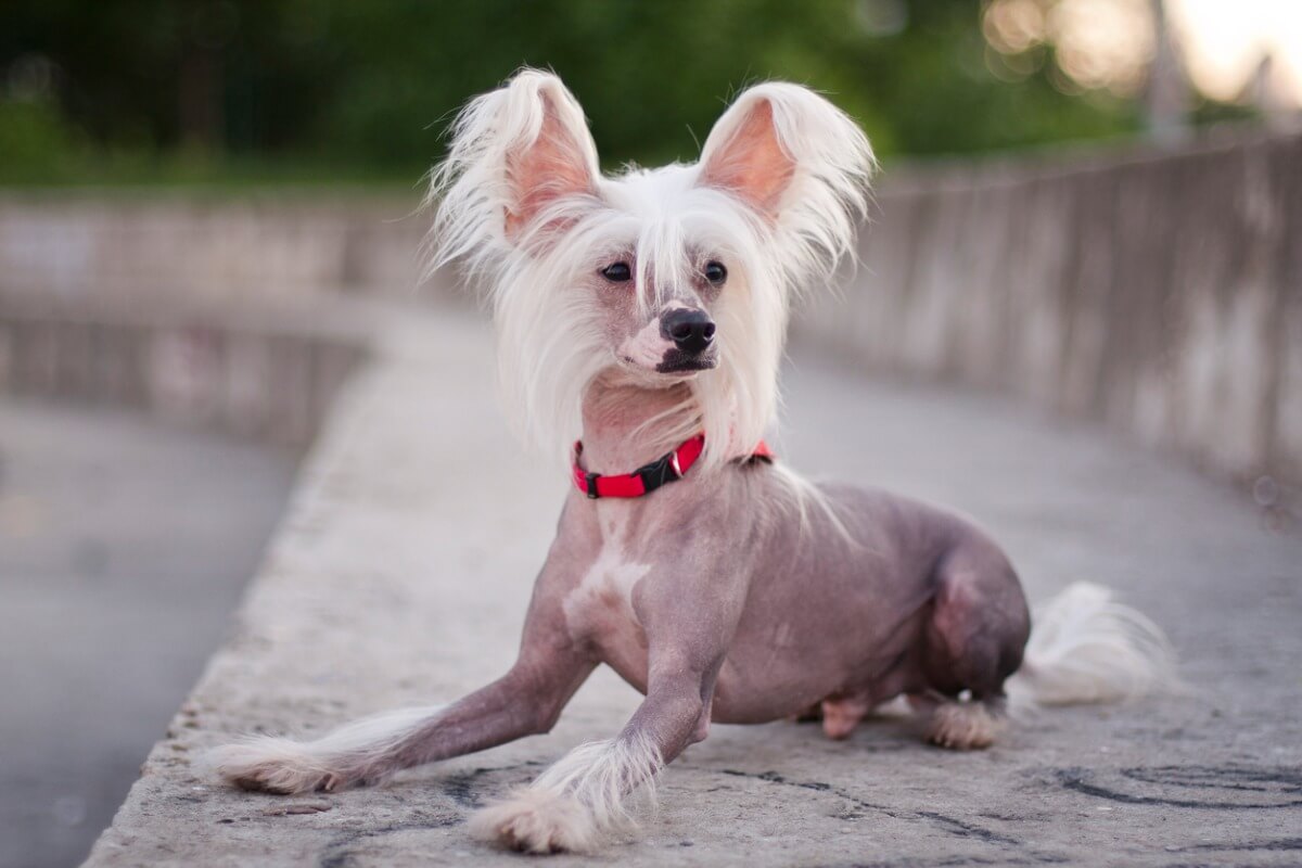 Chinesischer Nackthund verliert kaum Haar