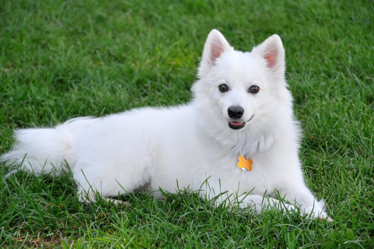 çimlerde yatak turuncu tasmalı beyaz bir köpek