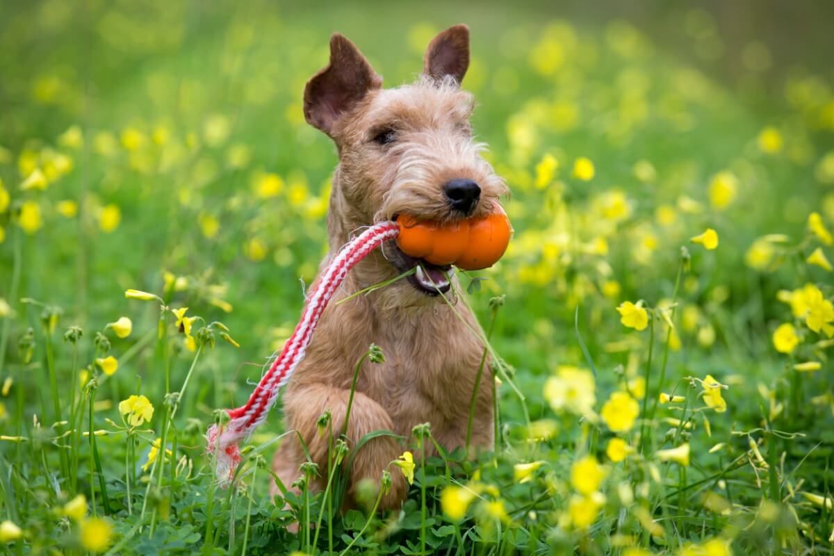 Un Lakeland terrier sur l'herbe.