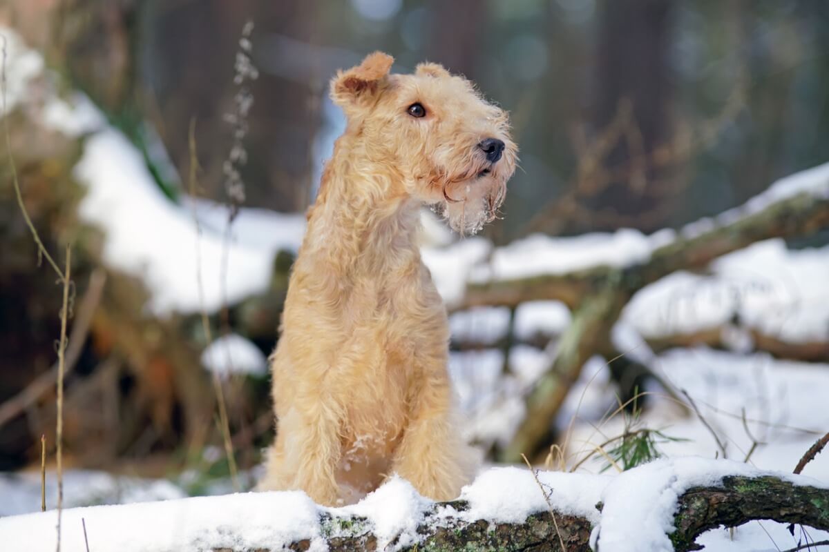 Lakeland terrier: todo sobre esta raza