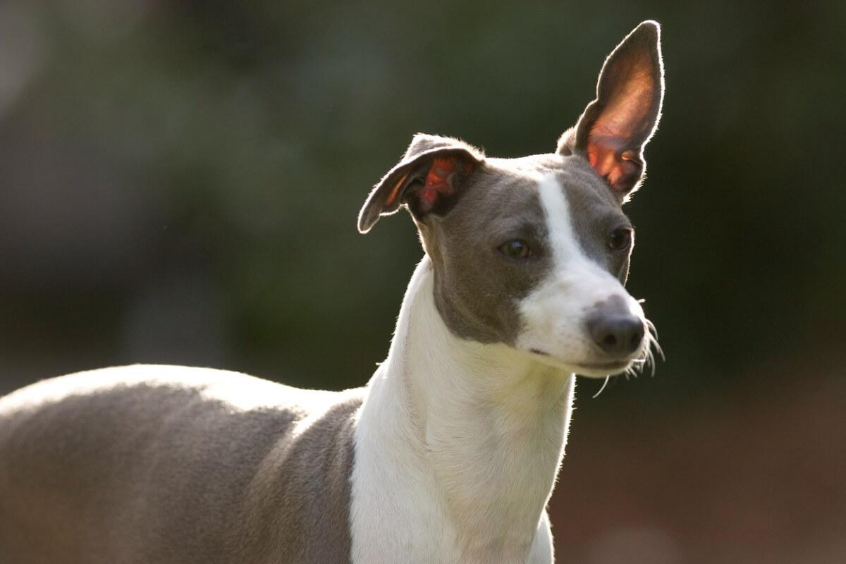 Un perro lebrel italiano.