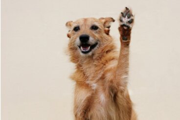 Patas rojas en los perros: a qué se debe y qué hacer