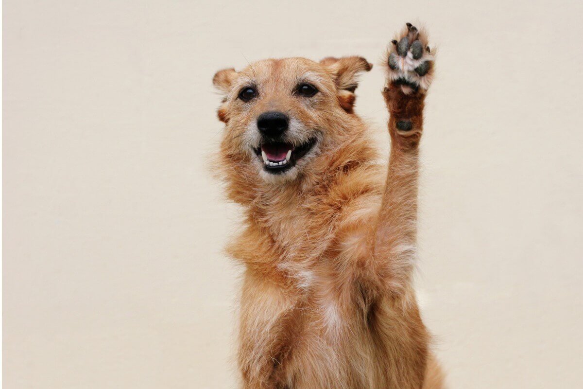 Un cane alza la zampa felicemente.