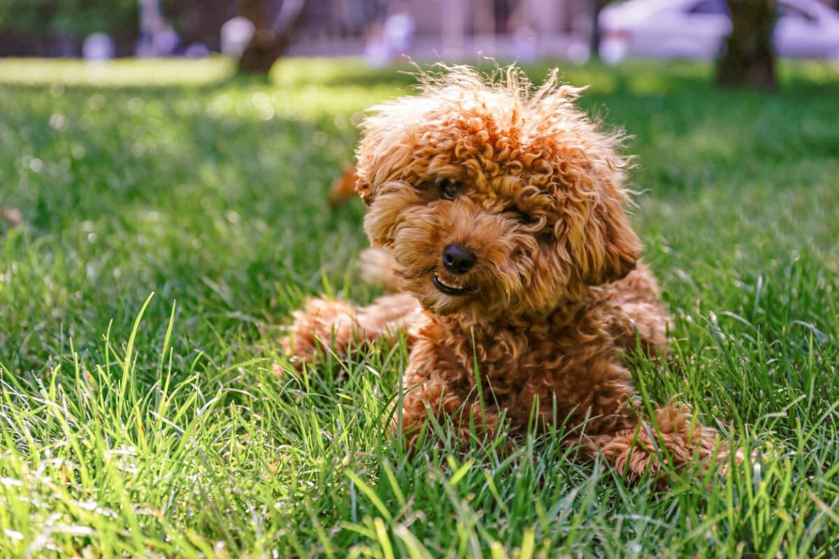 Bir maltipoo cinsi köpek çimlerde yatıyor