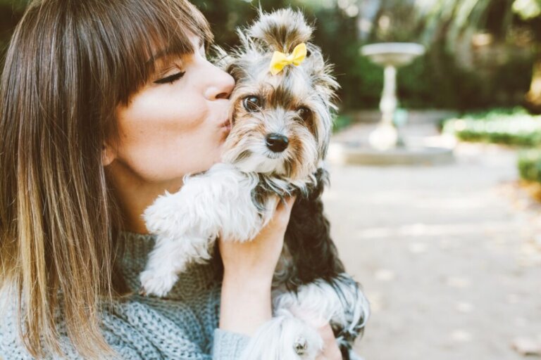 12 razas de perros mini toy