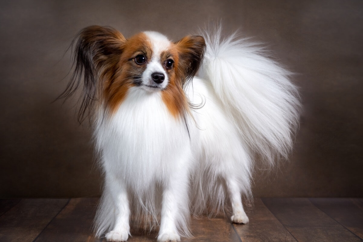 Un perro papillón.