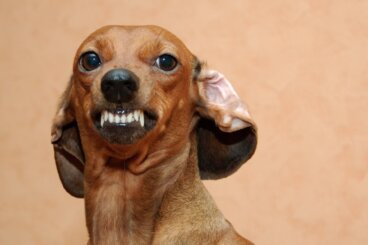 ¿Es malo hacer enojar a mi perro?