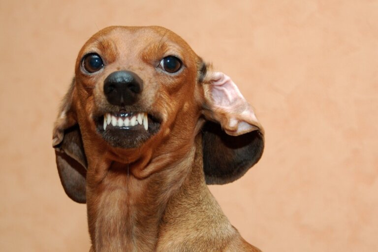 ¿Es malo hacer enojar a mi perro?