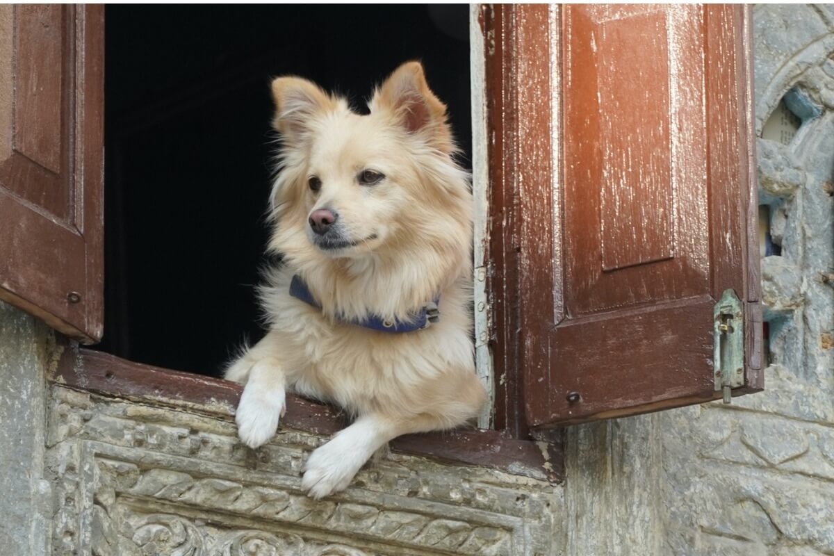 Un cane spitz indiano.