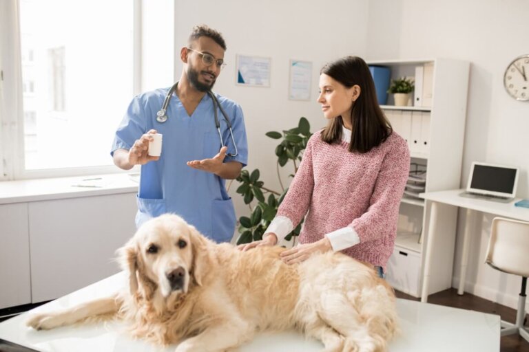 Enantyum para perros: dosis y efectos secundarios