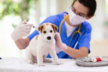 ¿Cuánto dura el parvovirus en un perro?