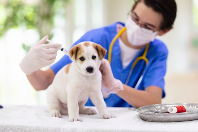 ¿Cuánto dura el parvovirus en un perro?