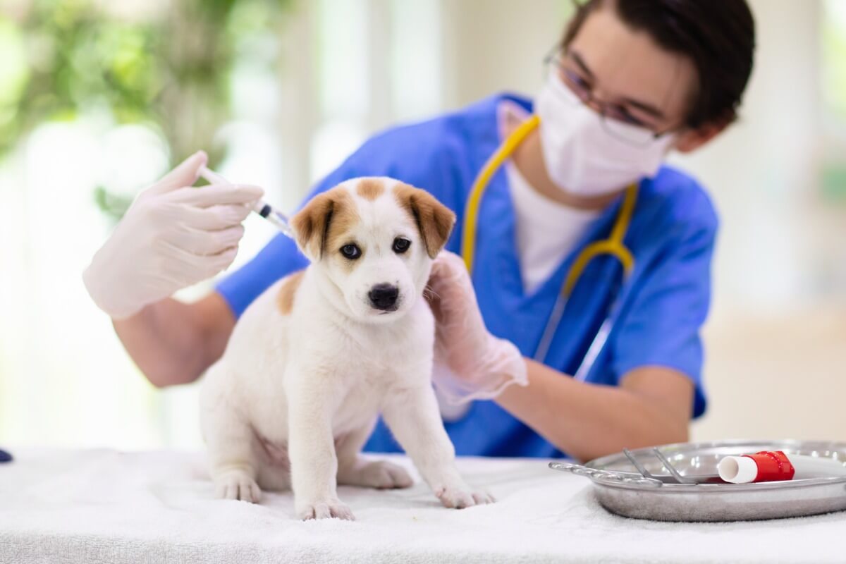 veteriner yavru köpeğe aşı yapıyor