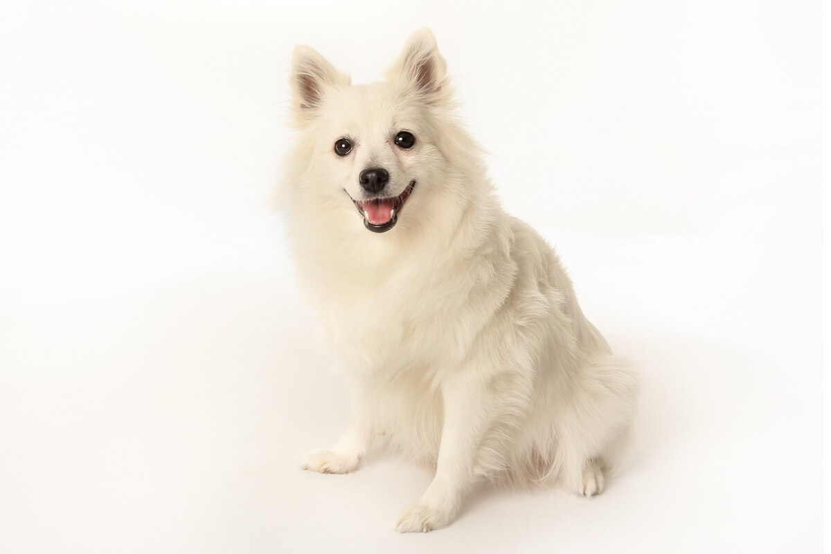 Uno dei cani simili a una volpe.