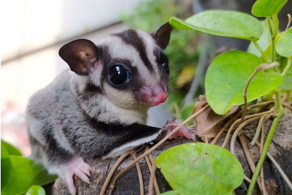 Un petauro sobre una planta, animales exóticos.