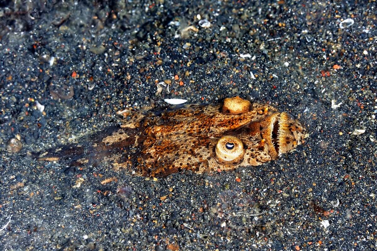 Um peixe-astrônomo enterrado.