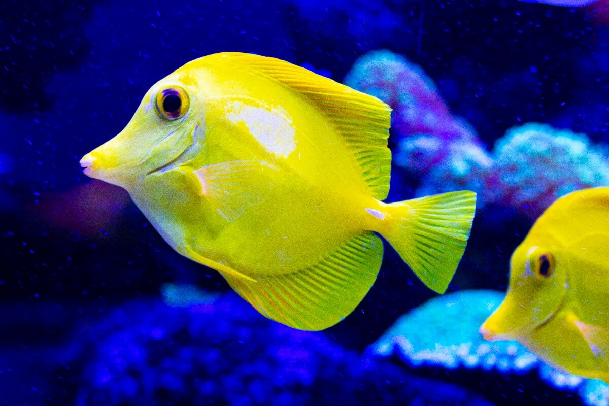 A tropical fish.