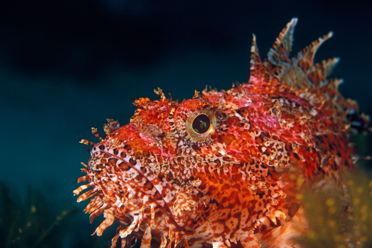 Un des poissons les plus venimeux au monde.