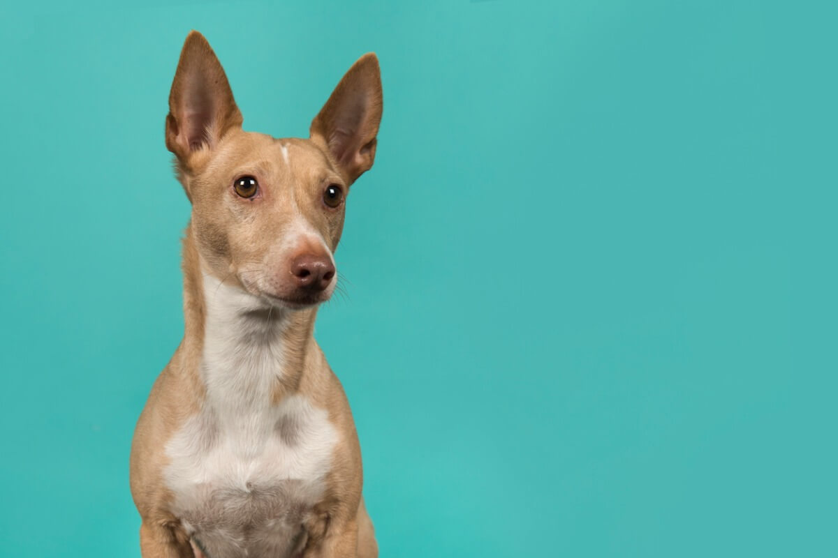 Un segugio andaluso su sfondo azzurro.