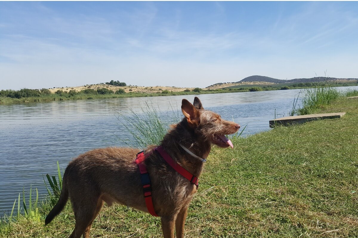Un segugio andaluso.