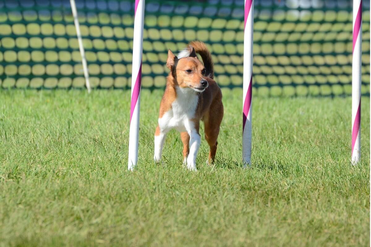 En podengo portugues.