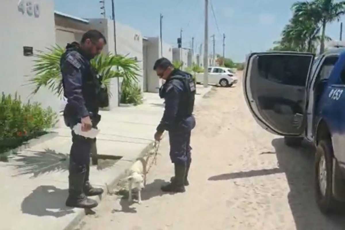 Policías rescatan a perrita abandonada.